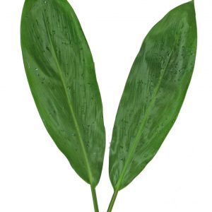 Green Ti Leaves