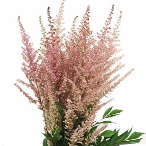 Pink Astilbe