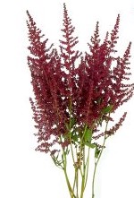 Burgundy Astilbe