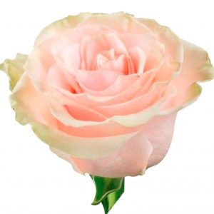 Pink Mondial Rose