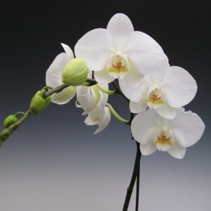 White Phalaenopsis Orchid Short Stem