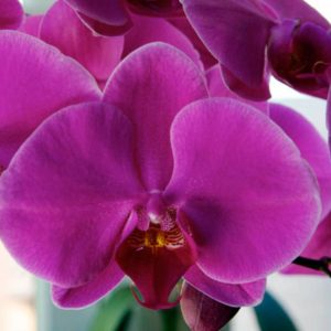 Purple Phalaenopsis Orchid Short Stem