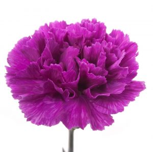 Bright Purple Carnation