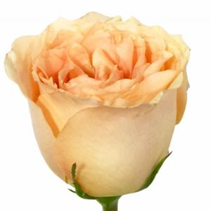 Peach Versilia Rose