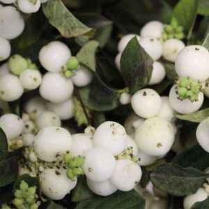 White Snow Berries