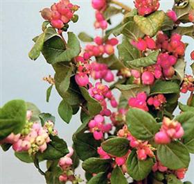 Pink Snow Berries