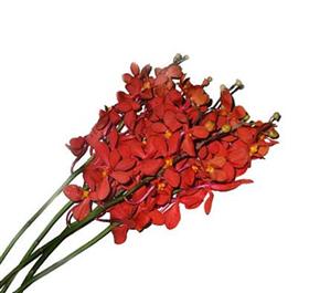 Red Mokara Orchid