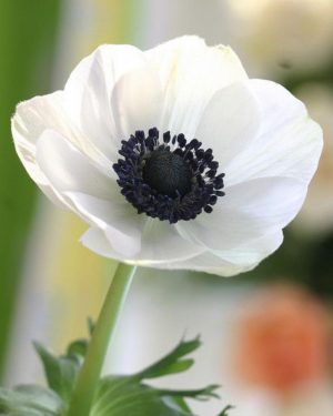 White Anemone