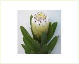 Green Ice Banksia Protea