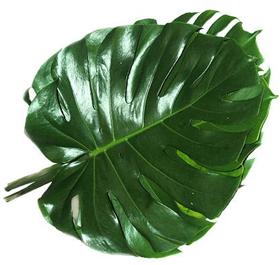 Large Monstera Leaf