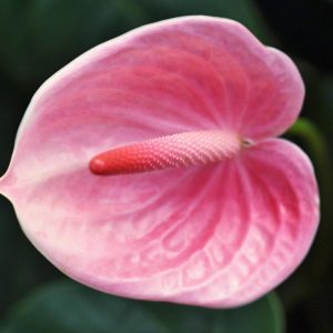 Pink Small Anthurium