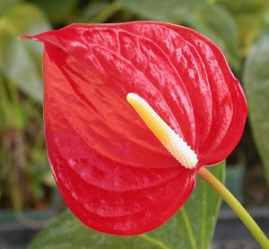 Red Small Anthurium