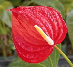 Red Large Anthurium