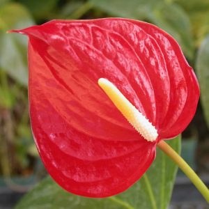 Red Extra Large Anthurium