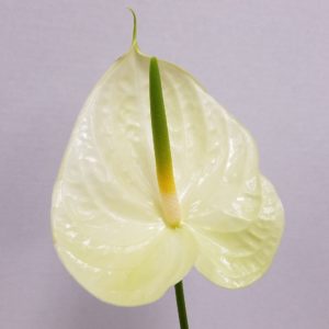 White Extra Large Anthurium