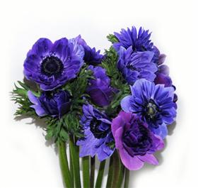 Blue/Purple Anemone