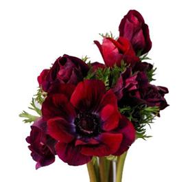 Burgundy Anemone