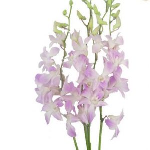 Lavender Dendrobium Orchid