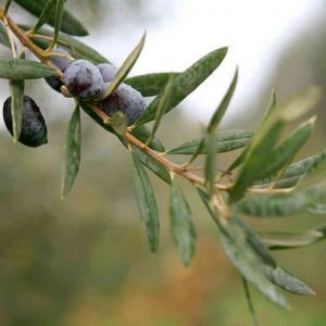 Olive Branch