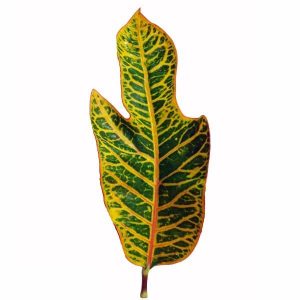 Variegated Croton Leaves