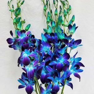 Blue Dyed Dendrobium Orchid