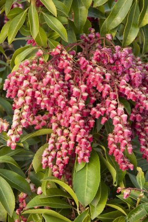 Red Pieris Japonica