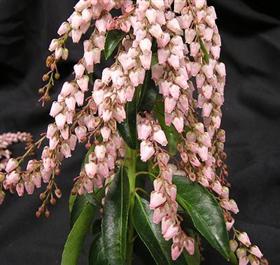 Pink Pieris Japonica