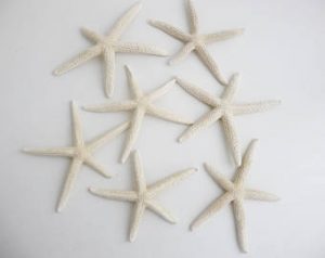 Small White Starfish