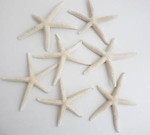 Small White Starfish