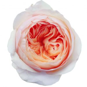 Juliete Garden Rose