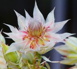 Blushing Bride Protea