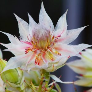 Blushing Bride Protea