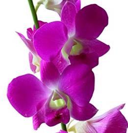 Pink Dendrobium Orchid