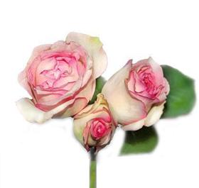 Pale Pink Garden Spray Rose