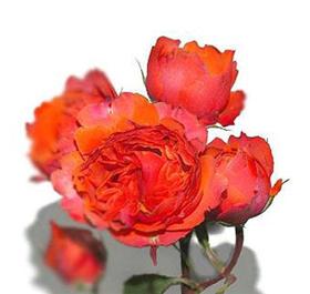 Coral Garden Spray Rose