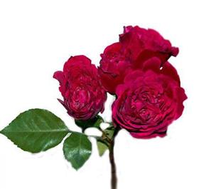Fuchsia Garden Spray Rose