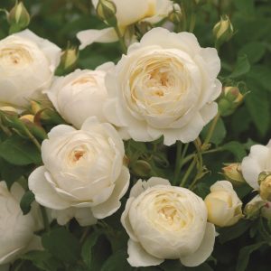 White Garden Spray Rose