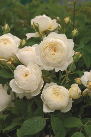 White Garden Spray Rose