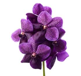 Purple Vanda Orchid