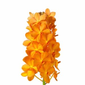 Orange Vanda Orchid