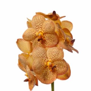 Honey Vanda Orchid