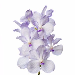 Lavender Mist Vanda Orchid