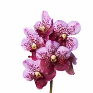 Pink And Mahogany Vanda Orchid