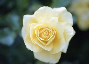 Pale Yellow Rose