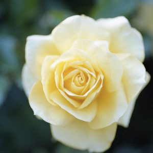 Pale Yellow Rose