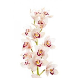 Mini White Cymbidium Orchid