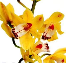 Mini Yellow Cymbidium Orchid