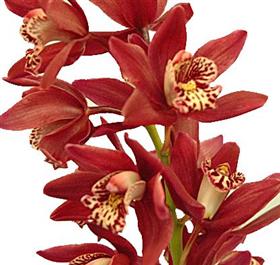 Mini Brown Cymbidium Orchid