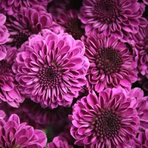 Purple Button Spray Mums