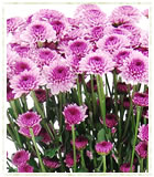 Lavender Button Spray Mum